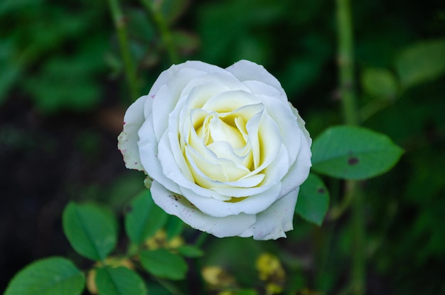 Rosa bianca nel giardino d'autunno.