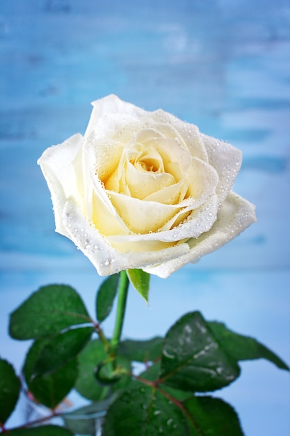 Rosa bianca pura con gocce d'acqua