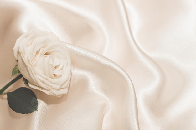 Rosa bianca su uno spazio di sfondo beige di seta per il testo