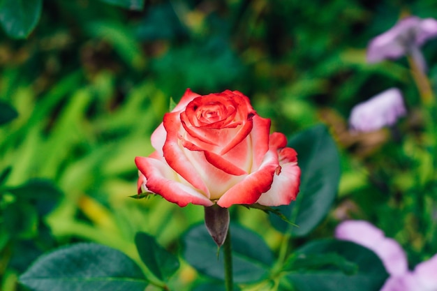 Rosa bicolore bianca con rosso in giardino su sfondo verde. vista dall'alto. spazio per il testo