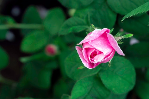 Rosa bocciolo di rosa bulgaro Damascena Rose sullo sfondo della natura