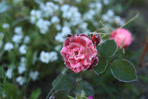 Rosa brillante all'alba sotto il gelo