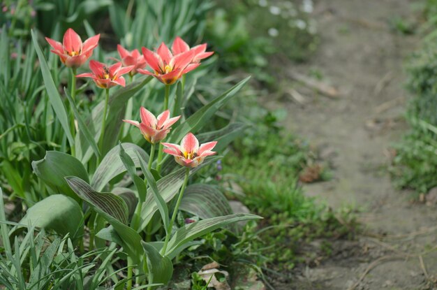 Rosa brillante con strisce bianche sul petalo Giardino primaverile con tulipani rosa e bianchi a strisce