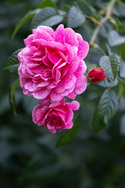 Rosa canadese su un verticale verde dello spazio della copia del ramo