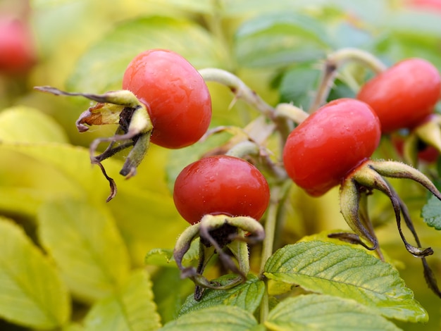 Rosa canina al brunch in giardino