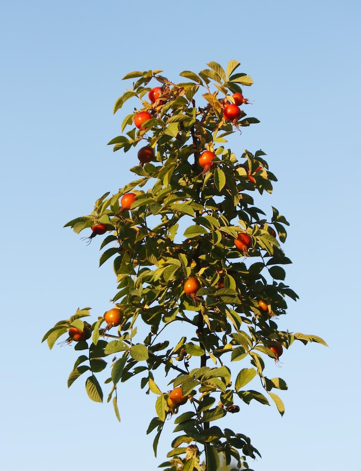 Foto rosa canina bacche rosse mature della pianta di rosa canina