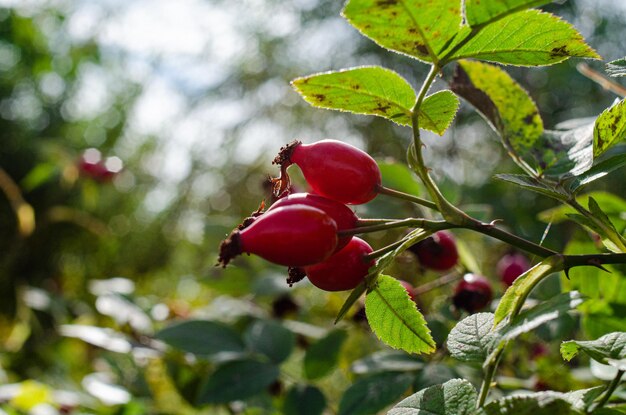 Rosa canina con foglie