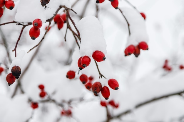 Rosa canina congelata rossa con neve in inverno. Stagione della natura