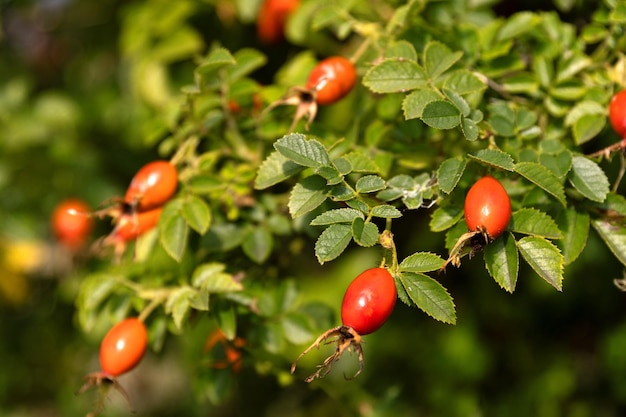 Rosa canina fresca rossa