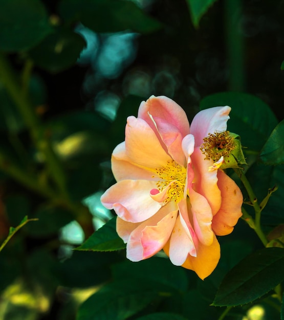 Rosa canina il genere e la forma culturale delle piante della famiglia rosa cespugli alti fino a 2 metri