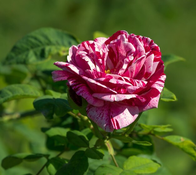 Rosa canina il genere e la forma culturale delle piante della famiglia rosa cespugli alti fino a 2 metri