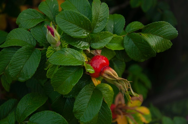 Rosa canina in fiore. Foglie verdi. Natura. Fiori e bacche.