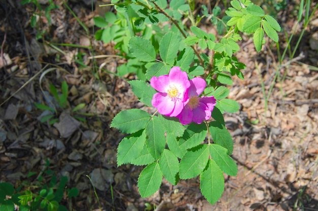 Rosa canina in fiore in condizioni naturali selvagge