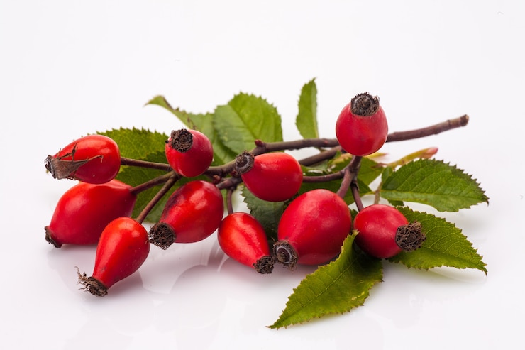 Rosa canina isolata
