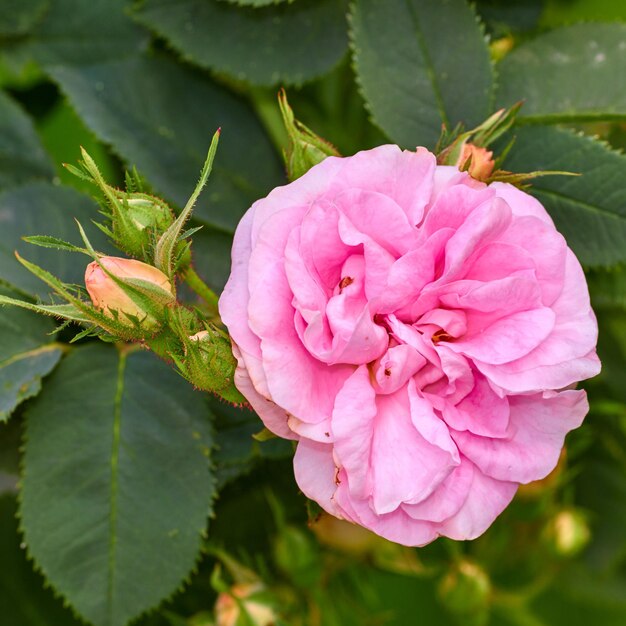 Rosa canina rosa brillante e boccioli su un albero in un giardino Primo piano di un bel fiore rosa canina che cresce tra le foglie verdi in natura Petali delicati che fioriscono e sbocciano su piante floreali all'aperto