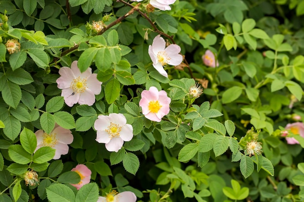 Rosa canina (Rosa canina) con petali aperti in primavera