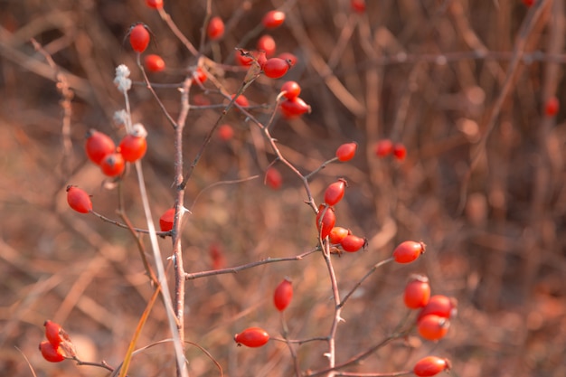 Rosa canina rossa. Macro immagine di un cinorrodonte in autunno