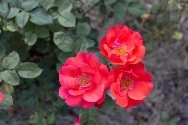 Rosa canina rossa tre gemme luminose