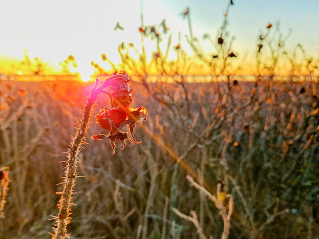 Rosa canina secca al tramonto