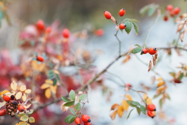 Rosa canina selvatica in natura bellissimo sfondo