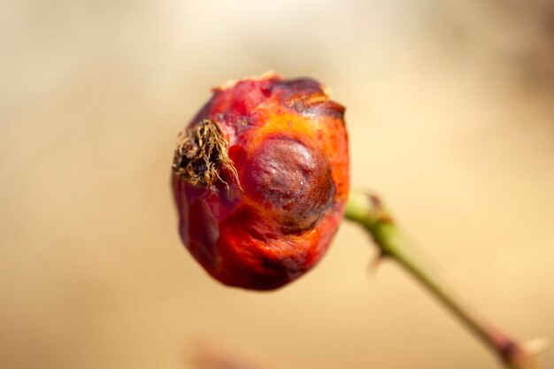 Rosa canina selvatica su un ramo