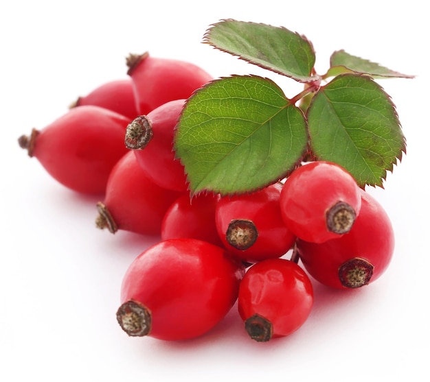 Rosa canina su sfondo bianco