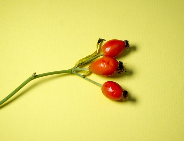 Rosa canina su sfondo giallo