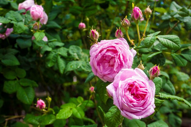 Rosa Centifolia nella natura