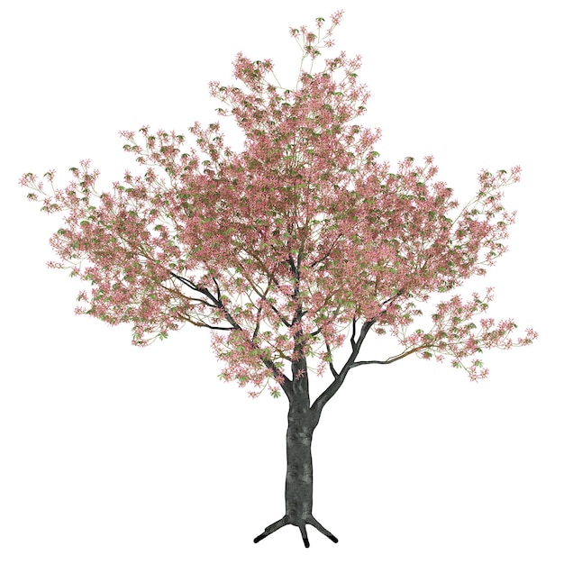 Rosa Cherry Blossom Albero