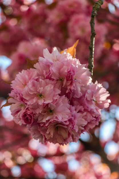 Rosa ciliegia Sakura infiorescenza in fiore in una giornata di sole. Vista ravvicinata