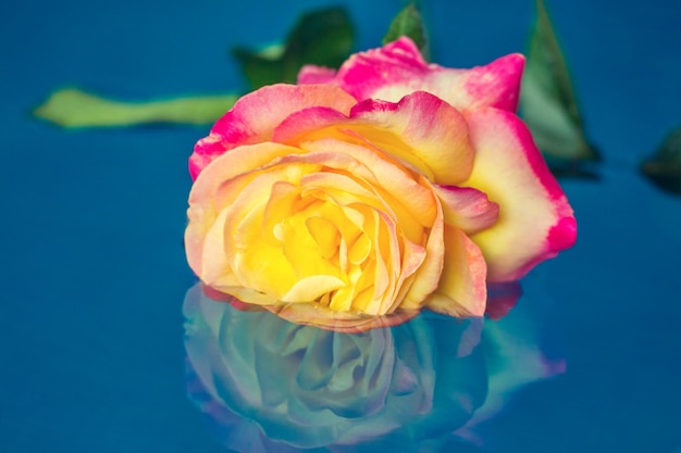 Rosa colorata in un'acqua