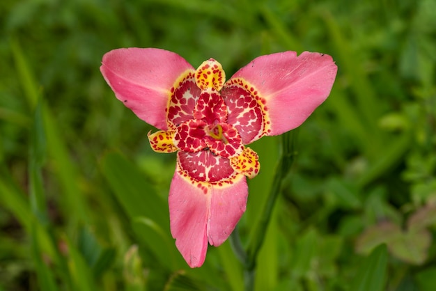 Rosa con fiore giallo del gruppo dei tigridi