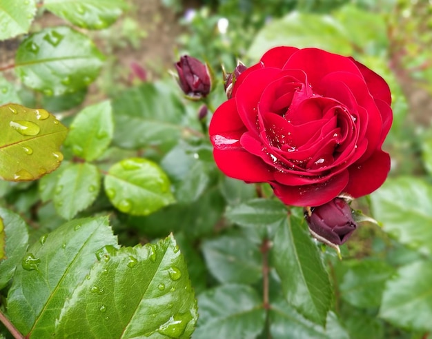 Rosa con gocce d'acqua closeup Rose rosse Bud su uno sfondo di fogliame verde fresco Rugiada o gli effetti della pioggia su una pianta Bokeh sfocato