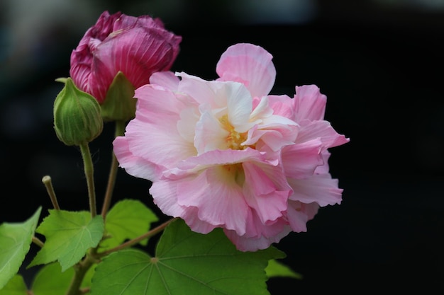 Rosa confederata (Hibiscus mutabilis)