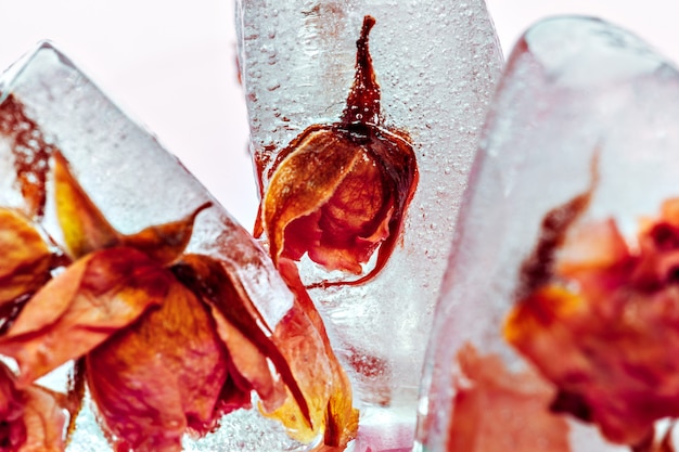 Rosa congelata in cubetto di ghiaccio