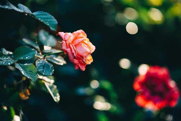 rosa corallo in gocce di rugiada nel giardino all'alba