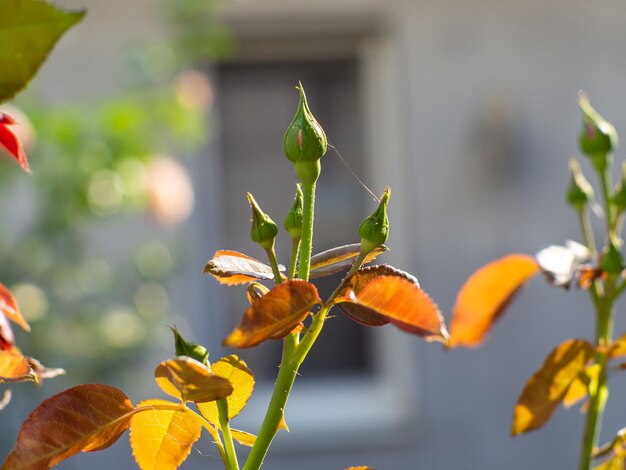 Rosa da vicino di un bellissimo fiore nel giardino in estate