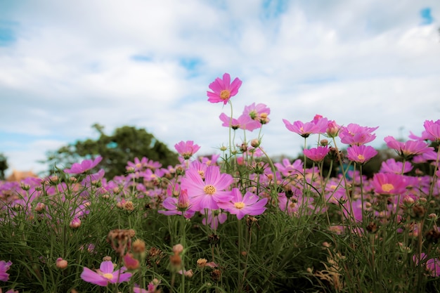 Rosa del fiore dell'universo sul campo in inverno con il cielo.