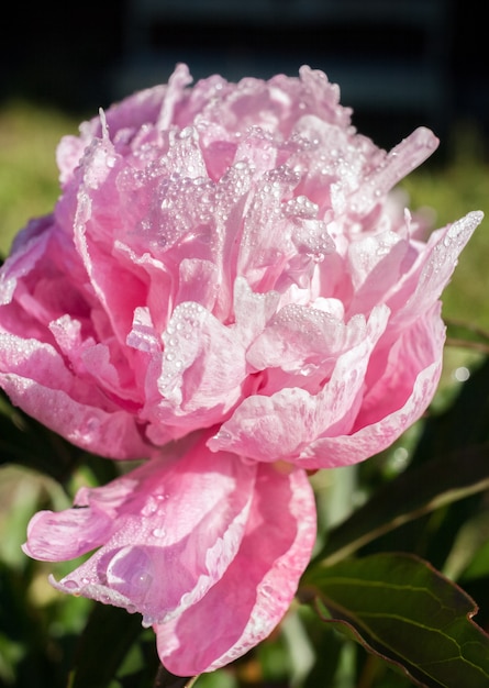 Rosa del primo piano coperta di gocce della peonia della rugiada di mattina.