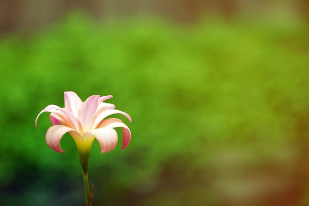 Rosa del primo piano del giglio della pioggia che fiorisce nel giardino