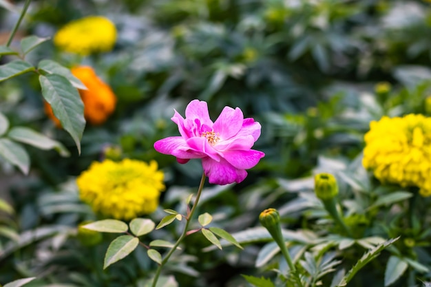 Rosa e bianco multicolore fiorito rosa con fiori di calendula gialli nel giardino