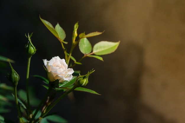 Rosa e luce calda in giardino