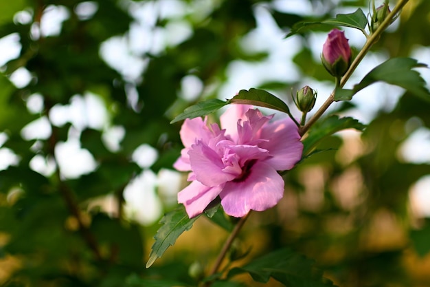 rosa e rosa bianca