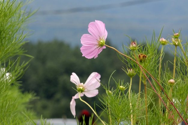 rosa e verde