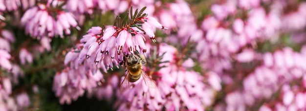 Rosa erica carnea fiori colpo d'inverno e un'ape di lavoro in un giardino di primavera
