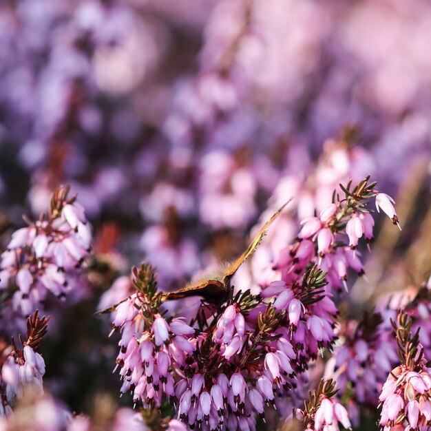 Rosa erica carnea fiori colpo d'inverno e una farfalla in un giardino di primavera