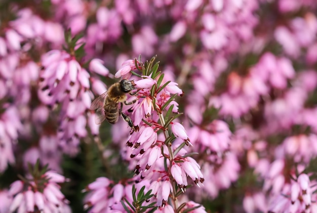 Rosa erica carnea fiori hit invernale e un'ape di lavoro in un giardino di primavera