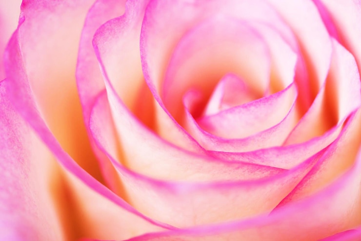Foto rosa fiore fiore pianta fiore singolo rosa singola