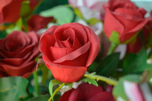 Rosa fiore rosso natura rosa amore