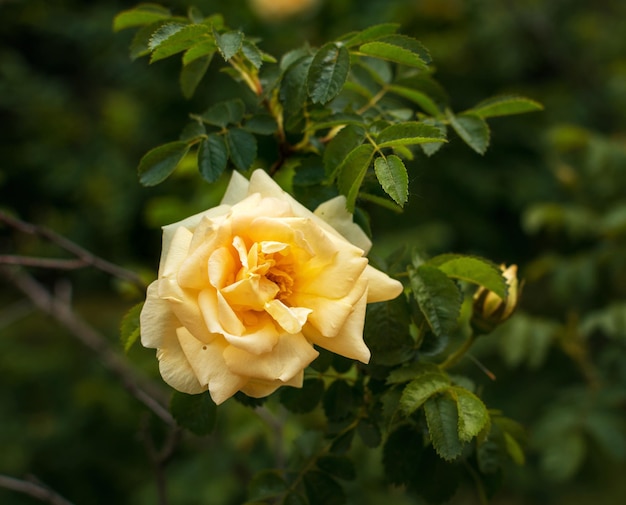 Rosa. Foto piante in giardino su sfondo verde. Focalizzazione morbida